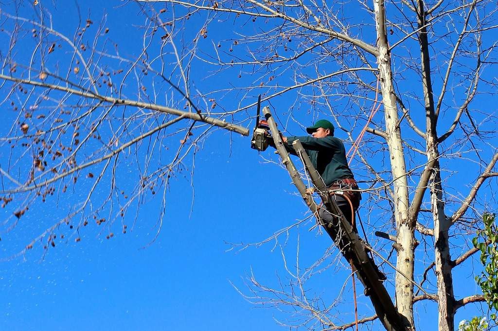 Arborist cutting trees with a chainsaw in Columbus GA