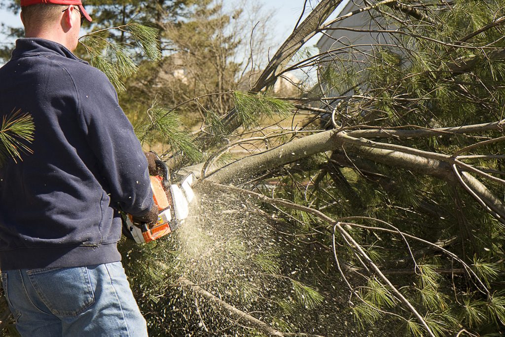 tree cutting using chainsaw